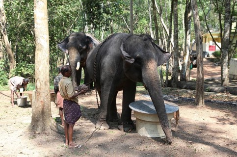 Mahouts feeding Asian Elephants (Elephas maximus)