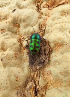 Rainbow Shield Bug (Calidea dregii) perched on the bark of a Fever Tree (Acacia xanthophloea)
