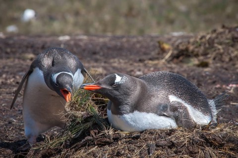 Gentoo penguins (Pygoscelis papua) breeding on the nest