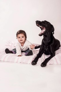 Big black mongrel lying next to a small child