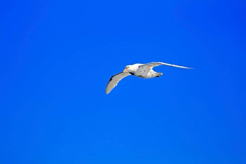 Giant Petrel (Macronectes giganteus)
