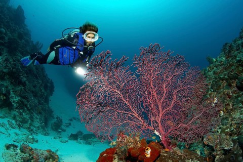 Female scuba diver looking at a Gorgonian