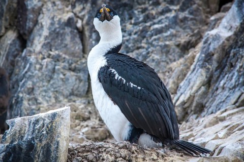 Blue-eyed Shag or Imperial Shag (Phalacrocorax atriceps) at its nesting site