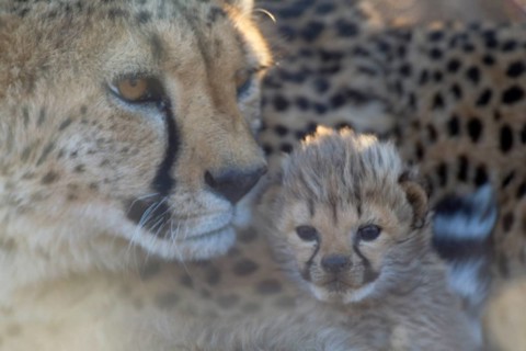Cheetah (Acinonyx jubatus)