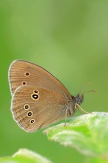 Ringlet (Aphantopus hyperantus)