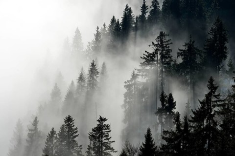 Coniferous forest in the fog