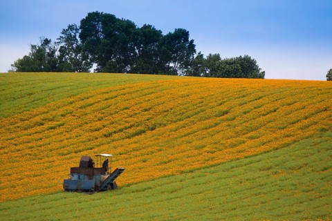 Mechanical harvest of Marigold or Calendula flowers (Calendula officinalis)