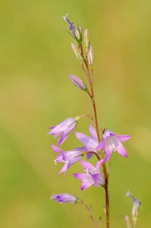 Rampion Bellflower (Campanula rapunculus)