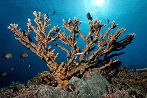 Stony Coral (Acropora sp.)