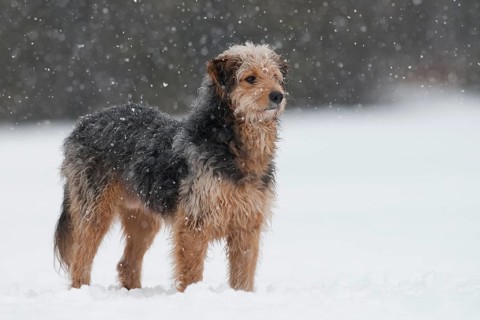 Bosnian Coarse-haired Hound