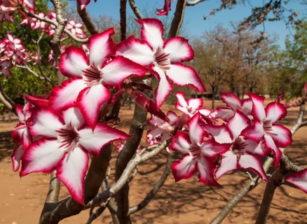 Impala Lily (Adenium multiflorum)