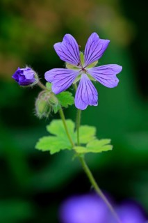Cranesbill or Ashy Cranesbill (Geranium cinereum)