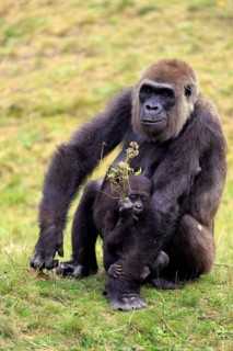 Western Lowland Gorilla (Gorilla gorilla gorilla)