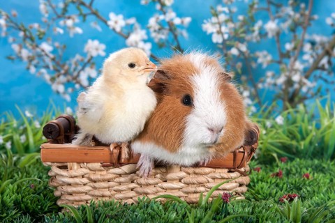 Swiss Teddy guinea pig and Brahma chick