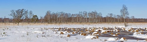 Winter in Duvenstedter Brook Nature Reserve