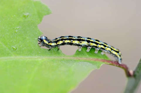 Caterpillar