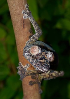 Uroplatus giganteus leaf-tailed gecko