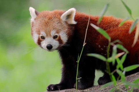Red Panda (Ailurus fulgens)