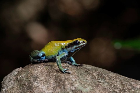 Green mantella (Mantella viridis)