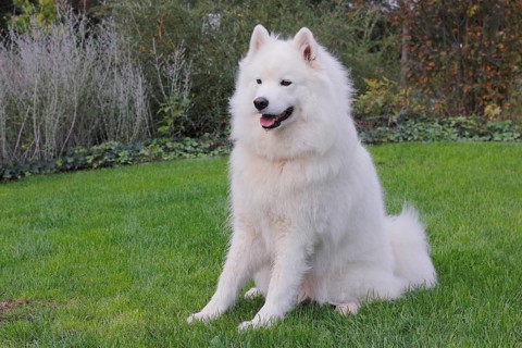 Samoyed dog sitting on grass