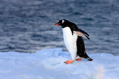 Gentoo Penguin (Pygoscelis papua)