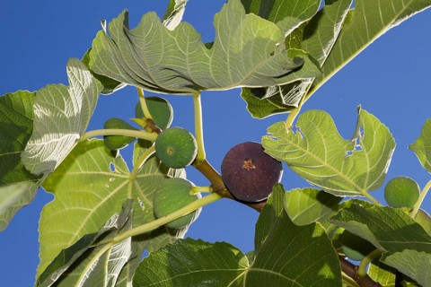 Common figs (Ficus carica) on the branch