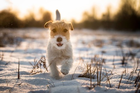 Young Jack Russell Terrier bitch walking over a snow-covered field in the morning light