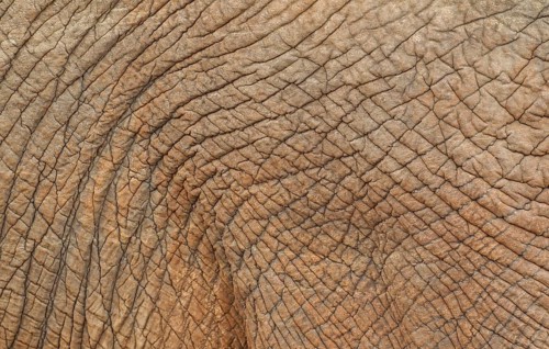 African Elephant (Loxodonta africana)