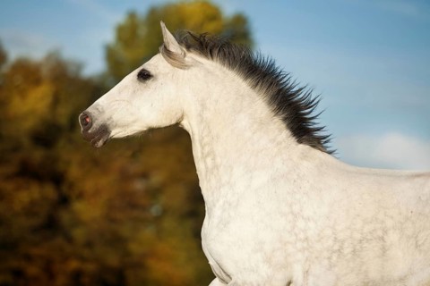 PRE gelding