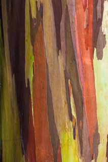 Coloured bark of a Eucalyptus Tree (Eucalyptus sp.)