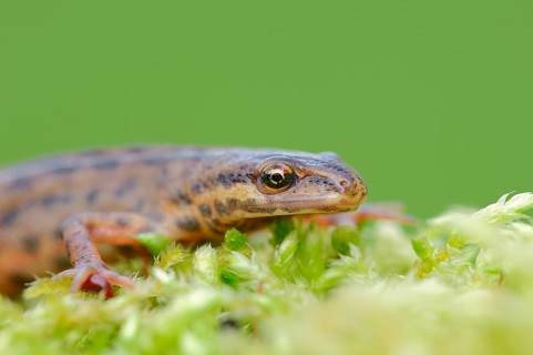 Smooth Newt or Common Newt (Lissotriton vulgaris