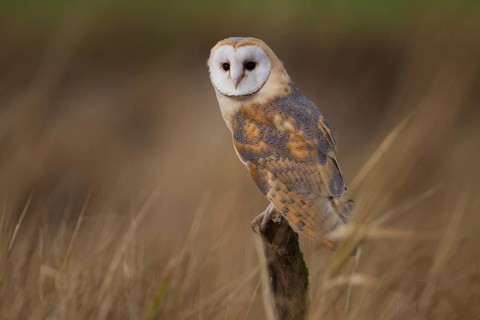 Barn Owl (Tyto alba)