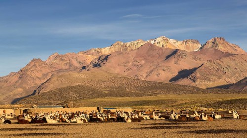 Llamas (Lama glama)