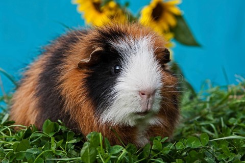 Tricolour Swiss Teddy Guinea Pig