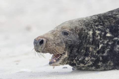 Grey Seal (Halichoerus grypus)