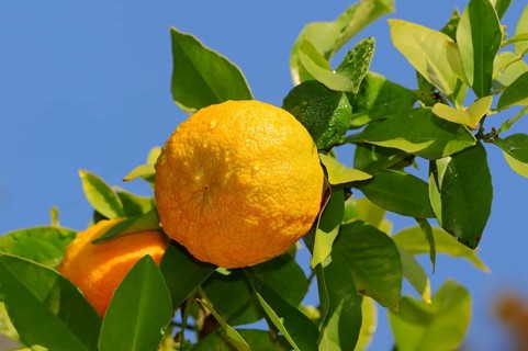 Ornamental Bitter Orange (Citrus aurantium ssp. Aurantium)