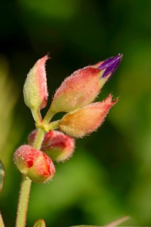 Princess Flower (Tibouchina urvilleana)