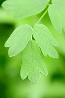 Yellow Meadow Rue (Thalictrum flavum)