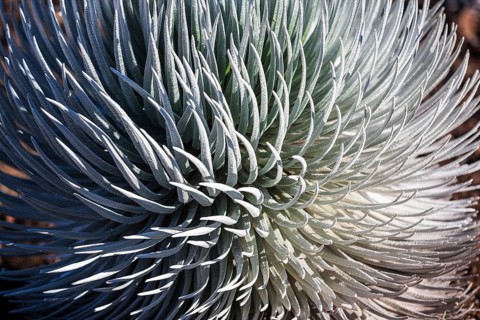 Hawaiian Silver Sword (Argyroxiphium sandwicense)