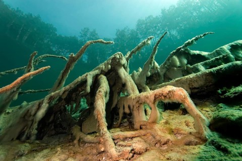 Roots with Slime Algae