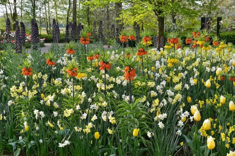 Daffodils (Narcissus hybrids) and Kaiser's crowns (Fritillaria imperialis) in Keukenhof