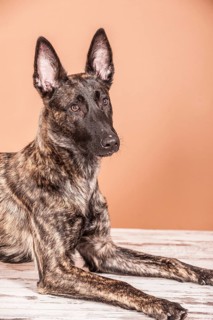 Lying Hollandse Herdershond or Dutch Shepherd Dog
