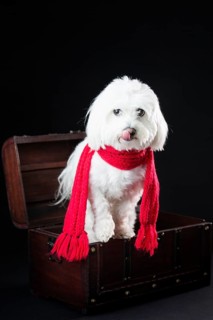 Maltese dog with red scarf in a small treasure chest
