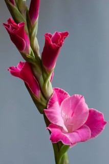 Gladiolus (Gladiolus sp.)