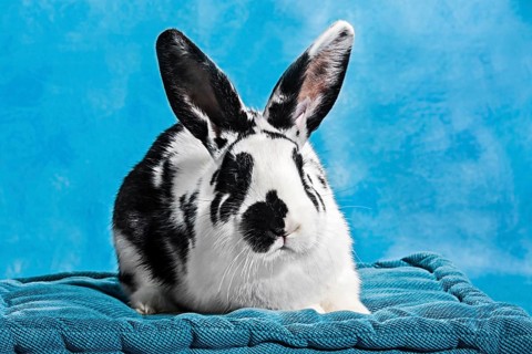 Black and white pinto rabbit