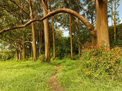Eucalyptus forest