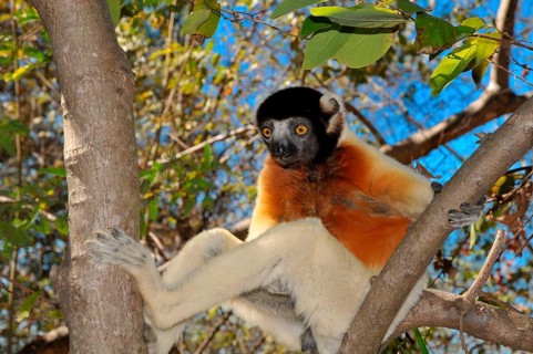 Crowned Sifaka (Propithecus coronatus) on a tree branch