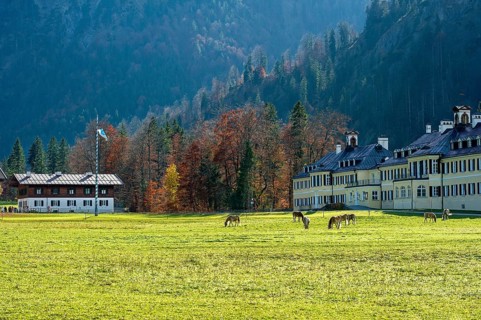 Horses on the pasture