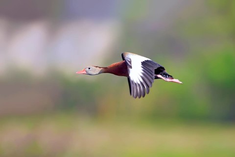 Black-bellied Whistling Duck (Dendrocygna autumnalis)