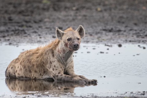 Spotted Hyena (Crocuta crocuta)